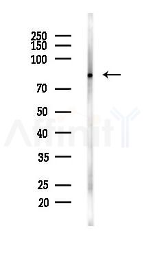 EZH2 Antibody - Western blot analysis of lysates from Mouse testis, using EZH2 Antibody at 1/1000 dilution.