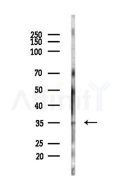 Annexin A1 Antibody - Western blot analysis of lysates from PC12 cells(LPS,4h treatment), using Annexin A1 Antibody at 1/1000 dilution.
