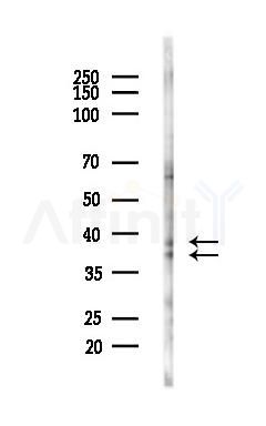 Annexin A1 Antibody - Western blot analysis of lysates from MDA-MB-231 cells(heat-shock,45min treatment), using Annexin A1 Antibody at 1/1000 dilution.