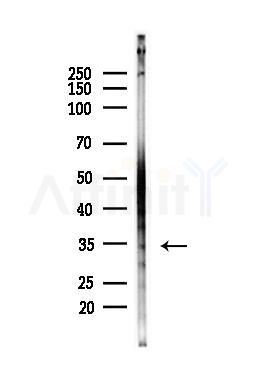 AQP4 Antibody - Western blot analysis of lysates from Mouse liver, using AQP4 Antibody at 1/1000 dilution.