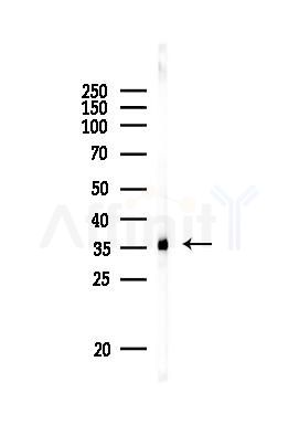 Annexin A2 Antibody - Western blot analysis of lysates from PC12 cells, using Annexin A2 Antibody at 1/1000 dilution.