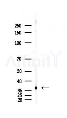 Annexin A2 Antibody - Western blot analysis of lysates from Hela cells(heat-shock,45min treatment), using Annexin A2 Antibody at 1/1000 dilution.