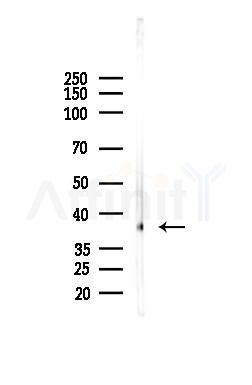 Annexin A2 Antibody - Western blot analysis of lysates from Mouse liver, using Annexin A2 Antibody at 1/1000 dilution.