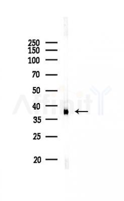 Annexin A2 Antibody - Western blot analysis of lysates from 3T3-L1 P6, using Annexin A2 Antibody at 1/1000 dilution.