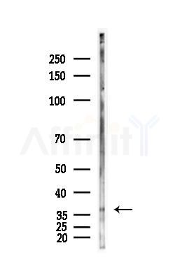 APOE Antibody - Western blot analysis of lysates from Hela cells(heat-shock,45min treatment), using APOE Antibody at 1/1000 dilution.