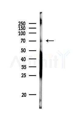 Hsc70 Antibody - Western blot analysis of lysates from PC12 cells, using Hsc70 Antibody at 1/1000 dilution.