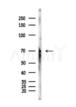 Hsc70 Antibody - Western blot analysis of lysates from Hela cells(heat-shock,45min treatment), using Hsc70 Antibody at 1/1000 dilution.