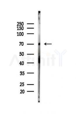 Hsc70 Antibody - Western blot analysis of lysates from Mouse liver, using Hsc70 Antibody at 1/1000 dilution.