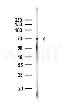 Hsc70 Antibody - Western blot analysis of lysates from 3T3-L1 P6, using Hsc70 Antibody at 1/1000 dilution.