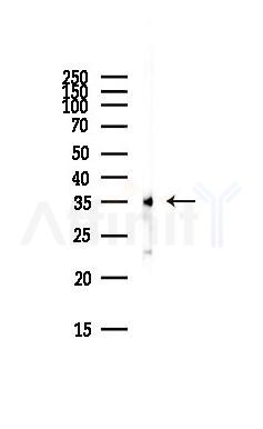 VEGFD Antibody - Western blot analysis of lysates from Rat liver, using VEGFD Antibody at 1/1000 dilution.