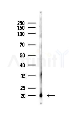 SOD1 Antibody - Western blot analysis of lysates from Mouse liver, using SOD1 Antibody at 1/1000 dilution.