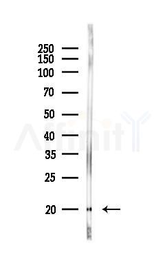 SOD1 Antibody - Western blot analysis of lysates from 3T3-L1 P6, using SOD1 Antibody at 1/1000 dilution.