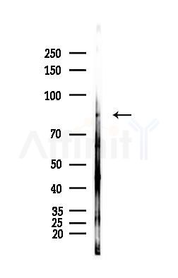 STAT3 Antibody - Western blot analysis of lysates from Hela cells(heat-shock,45min treatment), using STAT3 Antibody at 1/1000 dilution.