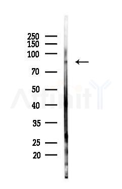 STAT3 Antibody - Western blot analysis of lysates from Mouse liver, using STAT3 Antibody at 1/1000 dilution.