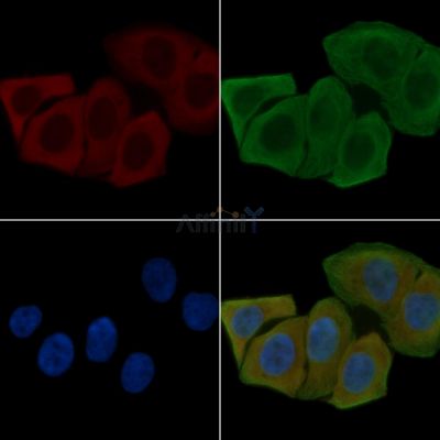 EFEMP2 Antibody - AF5209 staining Hela cells(30min of UV treatment) by IF/ICC.