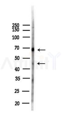 EFEMP2 Antibody - Western blot analysis of lysates from 293 cells(heat-shock,45min treatment), using EFEMP2 Antibody at 1/1000 dilution.