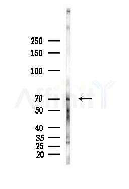 CD147 Antibody - Western blot analysis of lysates from Hela cells(heat-shock,45min treatment), using CD147 Antibody at 1/1000 dilution.