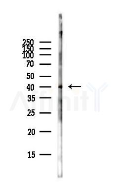 AQP1 Antibody - Western blot analysis of lysates from Rat liver, using AQP1 Antibody at 1/1000 dilution.