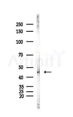 GATA4 Antibody - Western blot analysis of lysates from Hela cells(heat-shock,45min treatment), using GATA4 Antibody at 1/1000 dilution.