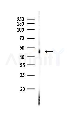 GATA4 Antibody - Western blot analysis of lysates from 3T3-L1 P6, using GATA4 Antibody at 1/1000 dilution.