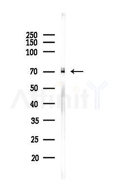 Smad4 Antibody - Western blot analysis of lysates from Mouse testis, using Smad4 Antibody at 1/1000 dilution.