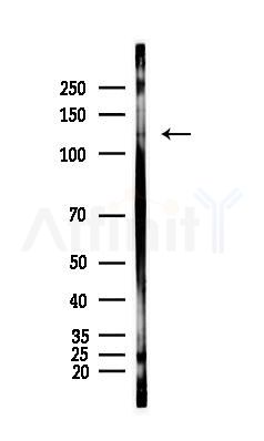 Bub1 Antibody - Western blot analysis of lysates from Hela cells(heat-shock,45min treatment), using Bub1 Antibody at 1/1000 dilution.