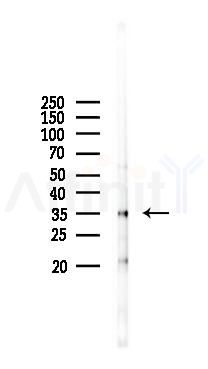 AQP12 Antibody - Western blot analysis of lysates from Rat liver, using AQP12 Antibody at 1/1000 dilution.