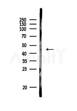 GATA6 Antibody - Western blot analysis of lysates from PC12 cells, using GATA6 Antibody at 1/1000 dilution.
