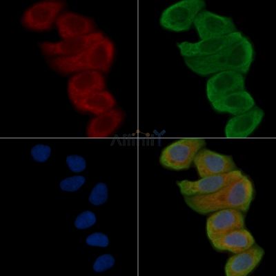 GPR103 Antibody - AF5297 staining Hela cells(30min of UV treatment) by IF/ICC.