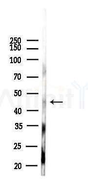 GPR103 Antibody - Western blot analysis of lysates from 293 cells(heat-shock,45min treatment), using GPR103 Antibody at 1/1000 dilution.