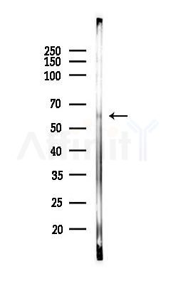 AGER/RAGE Antibody - Western blot analysis of lysates from Mouse testis, using AGER/RAGE Antibody at 1/1000 dilution.