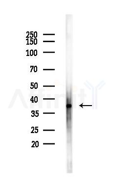 MCL1 Antibody - Western blot analysis of lysates from Hela cells(UV,30min treatment), using MCL1 Antibody at 1/1000 dilution.