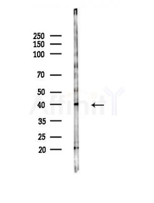 GPR91 Antibody - Western blot analysis of lysates from Mouse testis, using GPR91 Antibody at 1/1000 dilution.