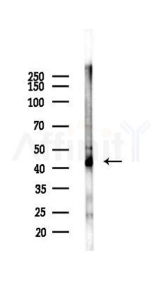 Connexin 43 / GJA1 Antibody - Western blot analysis of lysates from Mouse testis, using Connexin 43 / GJA1 Antibody at 1/1000 dilution.