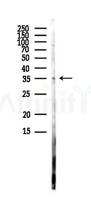 c-Fos Antibody - Western blot analysis of lysates from Rat brain, using c-Fos Antibody at 1/1000 dilution.