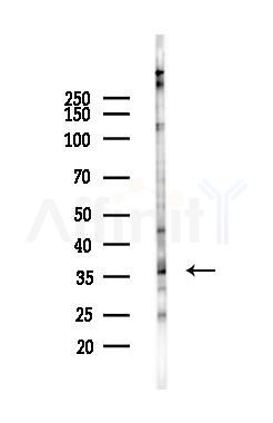OCT3 Antibody - Western blot analysis of lysates from Hela cells(UV,30min treatment), using OCT3 Antibody at 1/1000 dilution.
