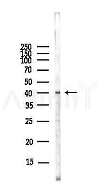 AurB Antibody - Western blot analysis of lysates from EC304 cells(LPS,4h treatment), using AurB Antibody at 1/1000 dilution.