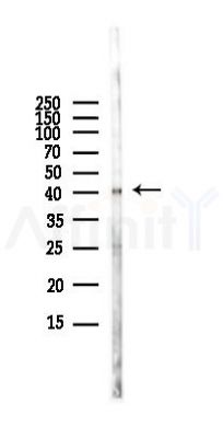 AurB Antibody - Western blot analysis of lysates from HUVEC cells(LPS,4h treatment), using AurB Antibody at 1/1000 dilution.
