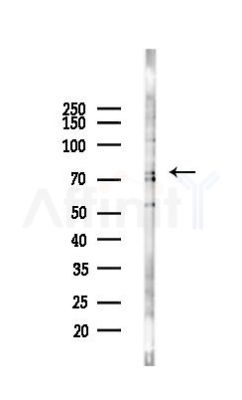 GRP78 Antibody - Western blot analysis of lysates from Mouse testis, using GRP78 Antibody at 1/1000 dilution.