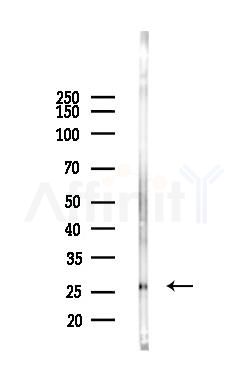 RAN Antibody - Western blot analysis of lysates from Mouse testis, using RAN Antibody at 1/1000 dilution.