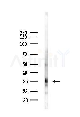 SOCS1 Antibody - Western blot analysis of lysates from Mouse testis, using SOCS1 Antibody at 1/1000 dilution.