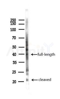 Cleaved-Caspase 6 (Asp179) Antibody - Western blot analysis of lysates from Hela cells(heat-shock,45min treatment), using Cleaved-Caspase 6 (Asp179) Antibody at 1/1000 dilution.