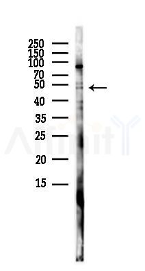 Foxp3 Antibody - Western blot analysis of lysates from HUVEC cells(LPS,4h treatment), using Foxp3 Antibody at 1/1000 dilution.