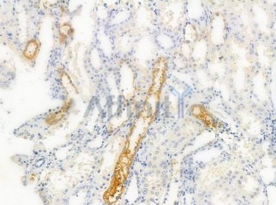 Phospho-eIF4B (Ser422) Antibody - AF5428 at 1/100 staining human normal kidney tissue by IHC-P.