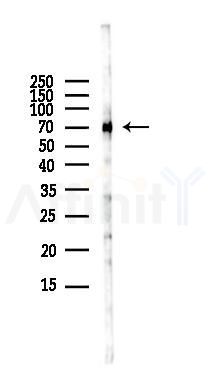 HSP70 Antibody - Western blot analysis of lysates from HUVEC cells(LPS,4h treatment), using HSP70 Antibody at 1/1000 dilution.