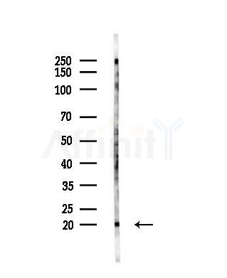 HSP20 Antibody - Western blot analysis of lysates from Mouse testis, using HSP20 Antibody at 1/1000 dilution.