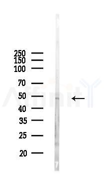 HDAC3 Antibody - Western blot analysis of lysates from Mouse lung, using HDAC3 Antibody at 1/1000 dilution.