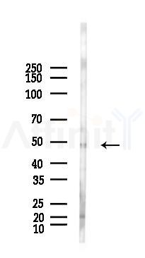 HDAC3 Antibody - Western blot analysis of lysates from Hela cells(LPS, 4h treatment), using HDAC3 Antibody at 1/1000 dilution.