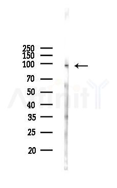 MSK1 Antibody - Western blot analysis of lysates from Mouse lung, using MSK1 Antibody at 1/1000 dilution.
