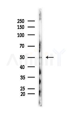 c-Myc Antibody - Western blot analysis of lysates from Hela cells(heat-shock,45min treatment), using c-Myc Antibody at 1/1000 dilution.